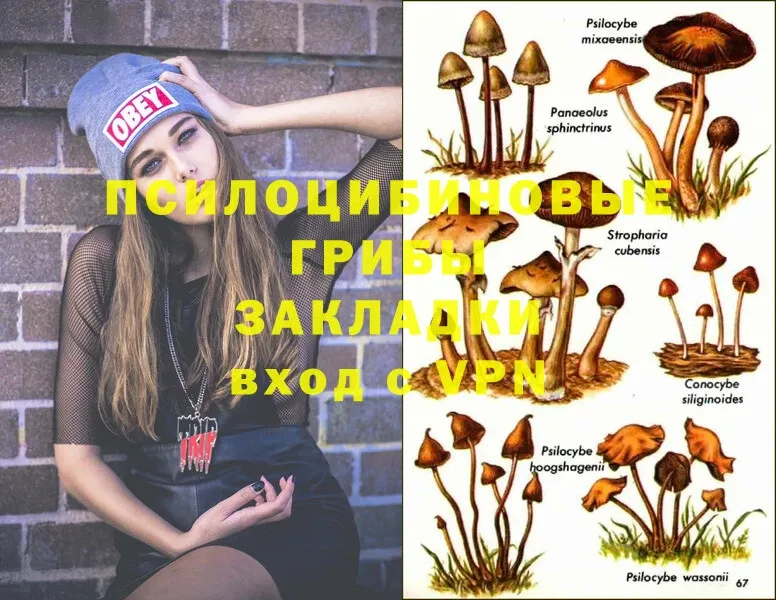 Галлюциногенные грибы Magic Shrooms  где найти   Железногорск-Илимский 